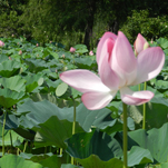 Kenilworth Park and Aquatic Gardens