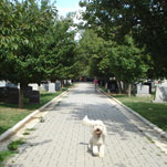 Congressional Cemetery